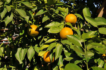 ���Ɛ��̖�؁E�ʕ�(by matu-chan)