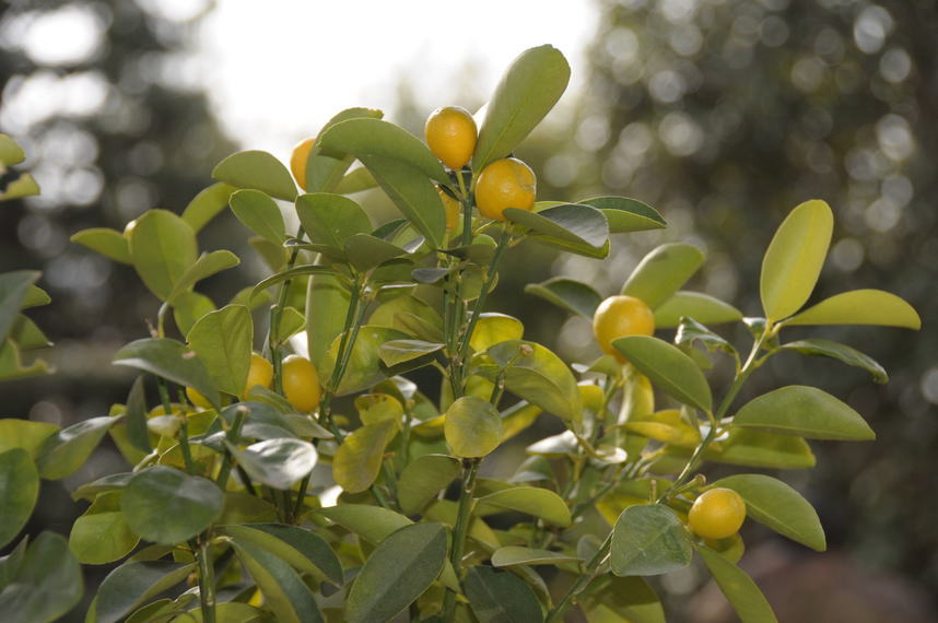 ���Ɛ��̖�؁E�ʕ�(by matu-chan)