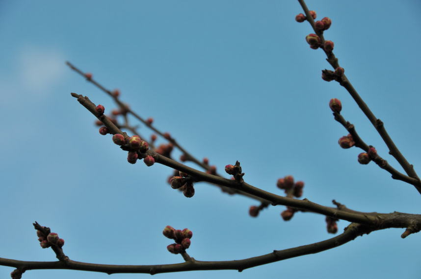 ���Ɛ��̖�؁E�ʕ�(by matu-chan)