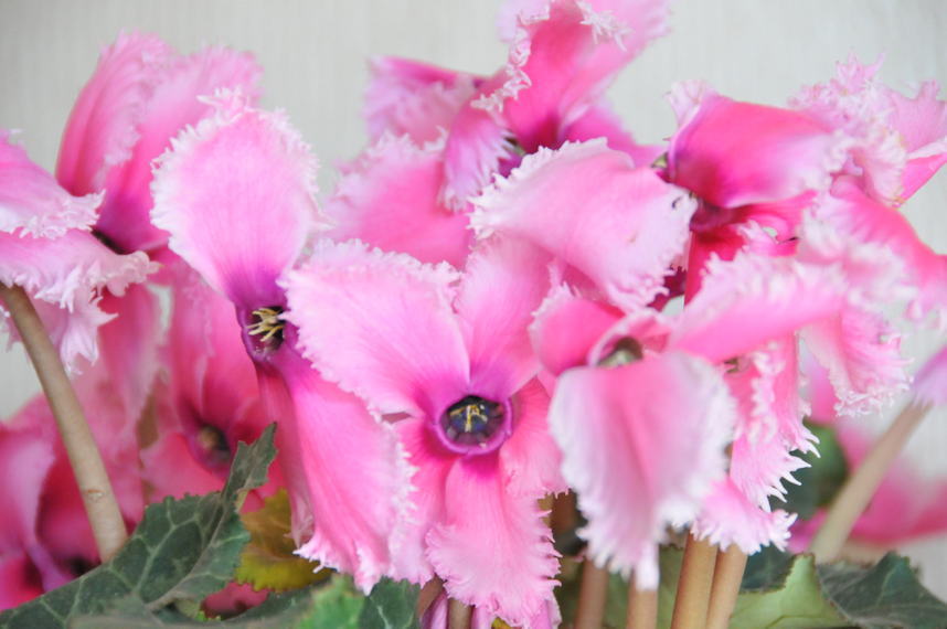 ���Ɛ��̖�؁E�ʕ�(by matu-chan)