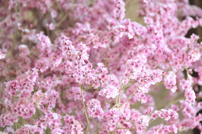 ���Ɛ��̖�؁E�ʕ�(by matu-chan)