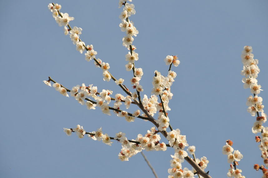 ���Ɛ��̖�؁E�ʕ�(by matu-chan)