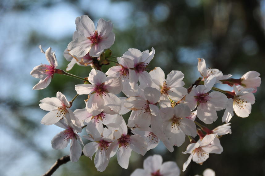 ���Ɛ��̖�؁E�ʕ�(by matu-chan)