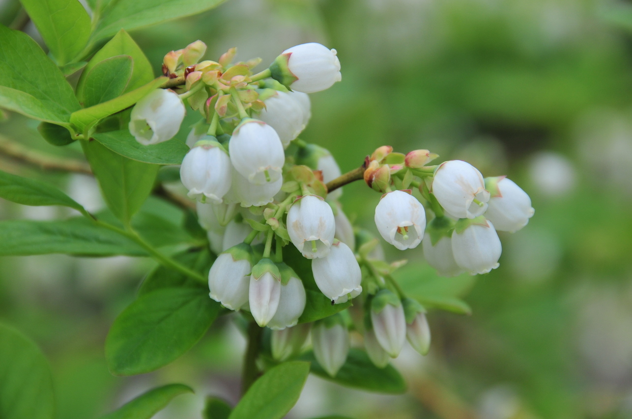 ���Ɛ��̖�؁E�ʕ�(by matu-chan)