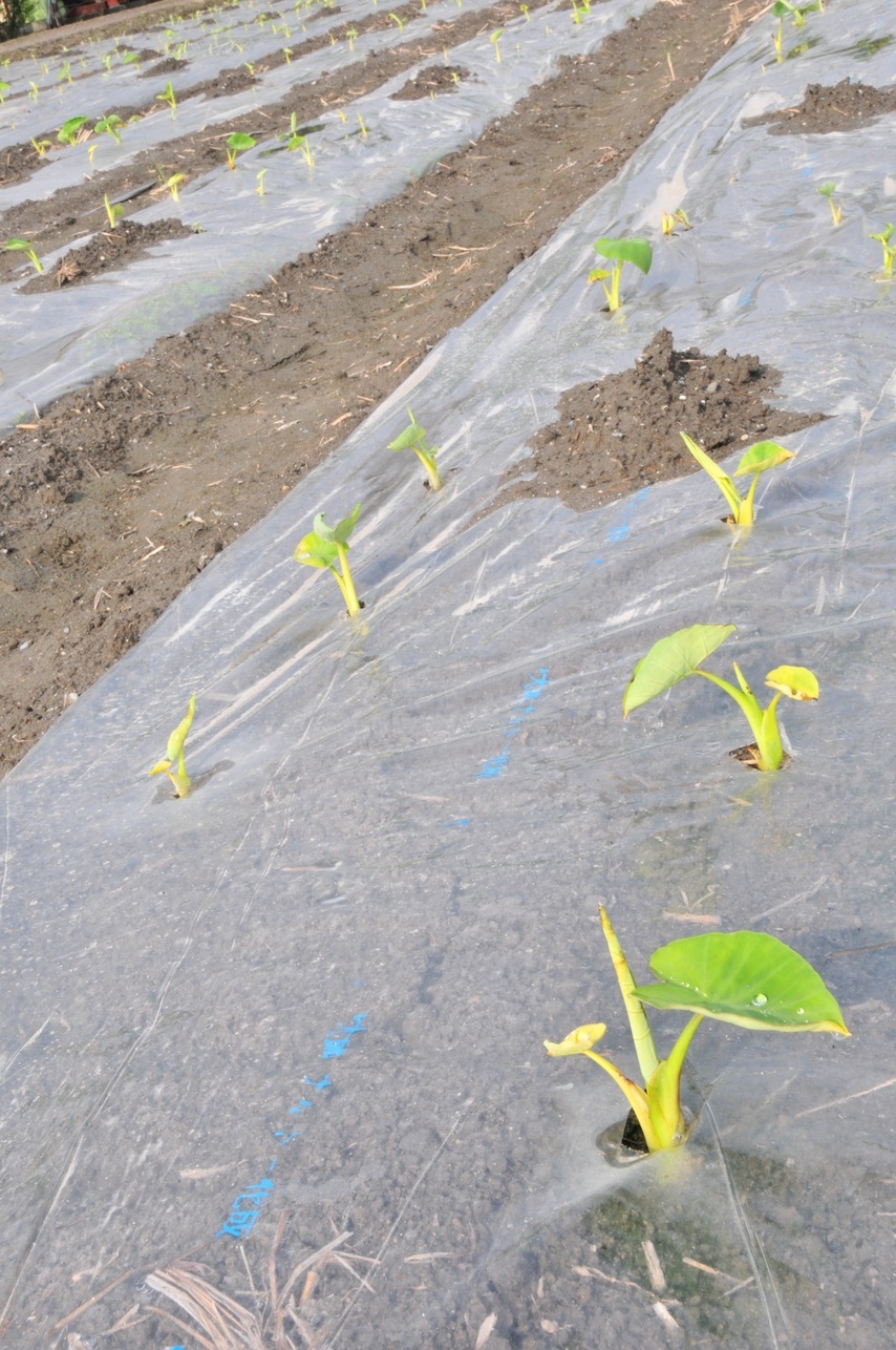 ���Ɛ��̖�؁E�ʕ�(by matu-chan)