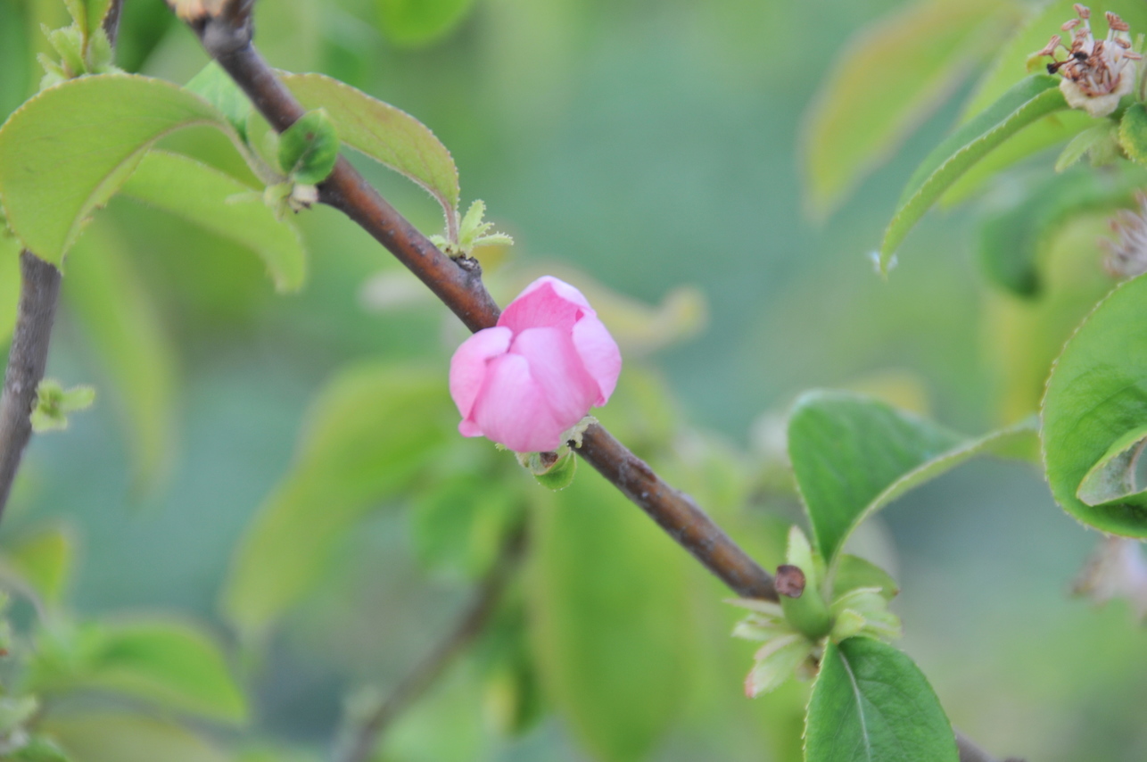 ���Ɛ��̖�؁E�ʕ�(by matu-chan)