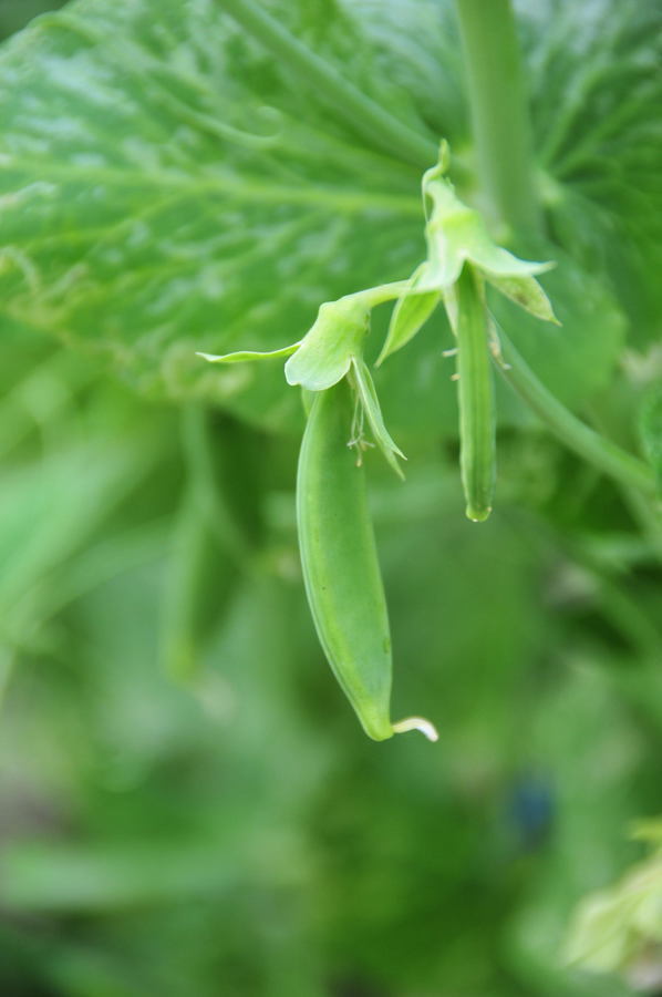 ���Ɛ��̖�؁E�ʕ�(by matu-chan)