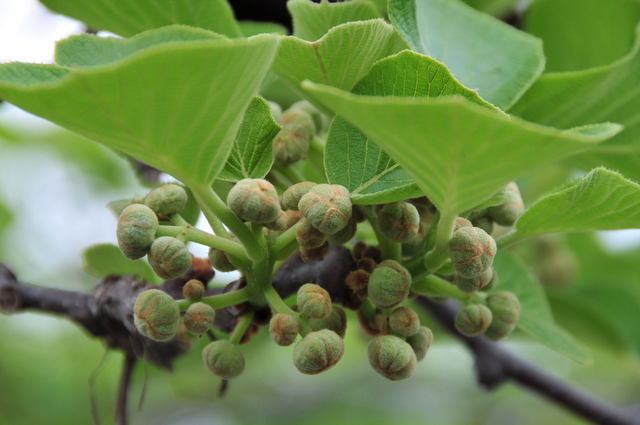 ���Ɛ��̖�؁E�ʕ�(by matu-chan)