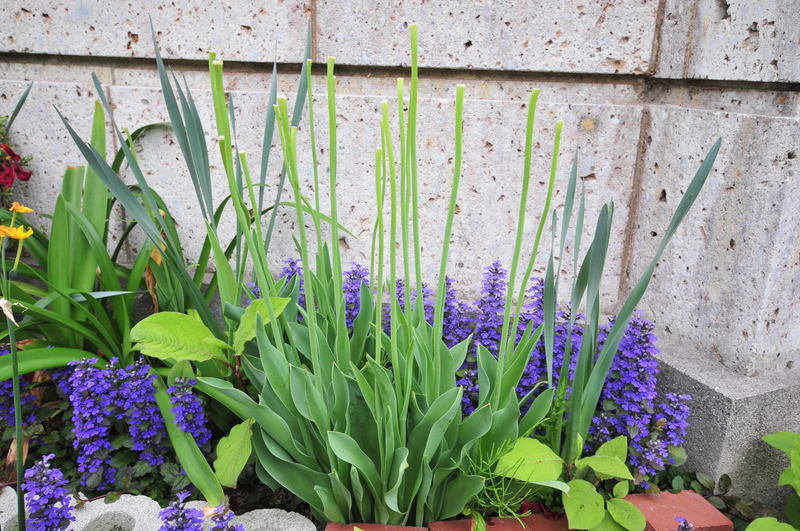 ���Ɛ��̖�؁E�ʕ�(by matu-chan)