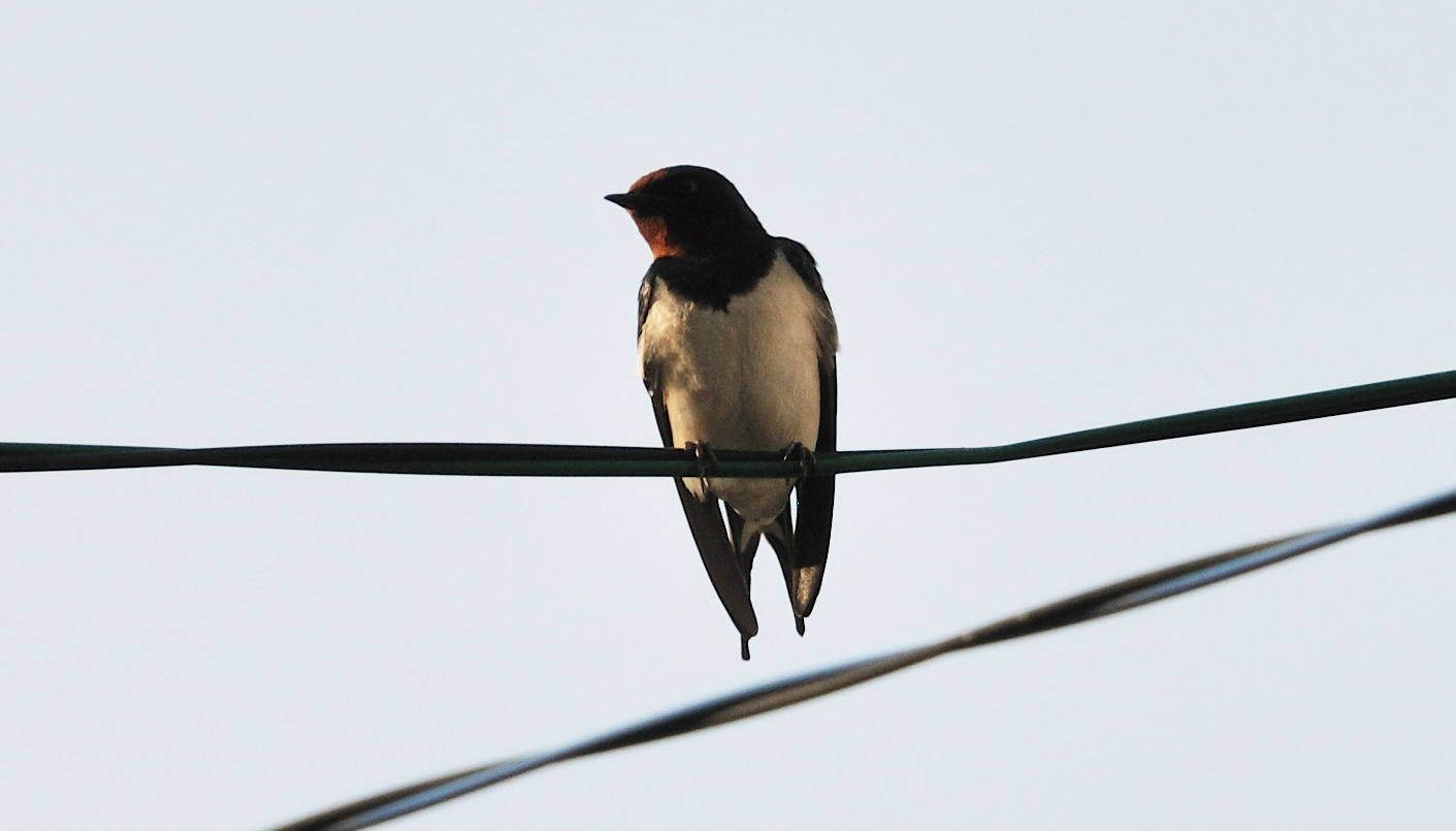 ���Ɛ��̖�؁E�ʕ�(by matu-chan)