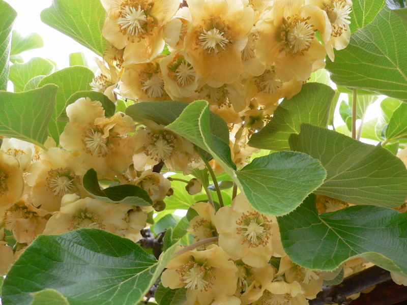 ���Ɛ��̖�؁E�ʕ�(by matu-chan)