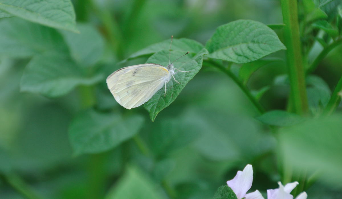 ���Ɛ��̖�؁E�ʕ�(by matu-chan)