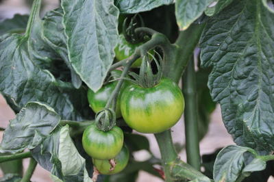 ���Ɛ��̖�؁E�ʕ�(by matu-chan)