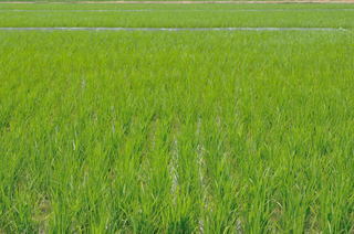 ���Ɛ��̖�؁E�ʕ�(by matu-chan)