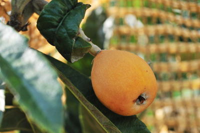 ���Ɛ��̖�؁E�ʕ�(by matu-chan)