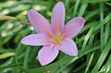 ���Ɛ��̖�؁E�ʕ�(by matu-chan)