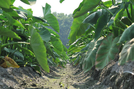 ���Ɛ��̖�؁E�ʕ�(by matu-chan)