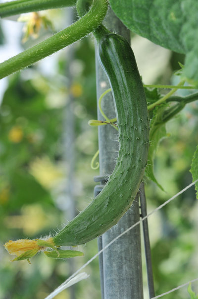 ���Ɛ��̖�؁E�ʕ�(by matu-chan)