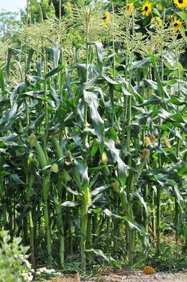 ���Ɛ��̖�؁E�ʕ�(by matu-chan)