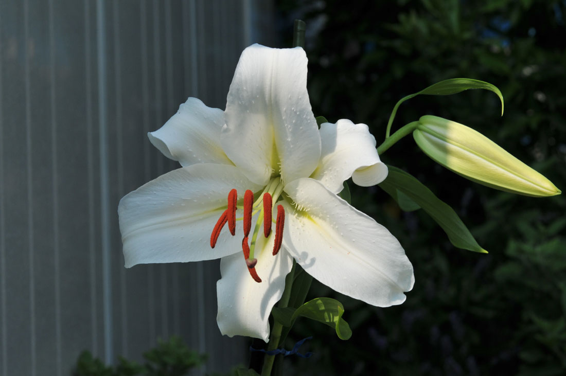 ���Ɛ��̖�؁E�ʕ�(by matu-chan)