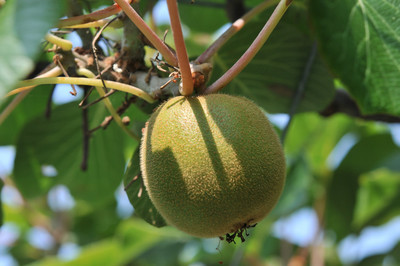 ���Ɛ��̖�؁E�ʕ�(by matu-chan)