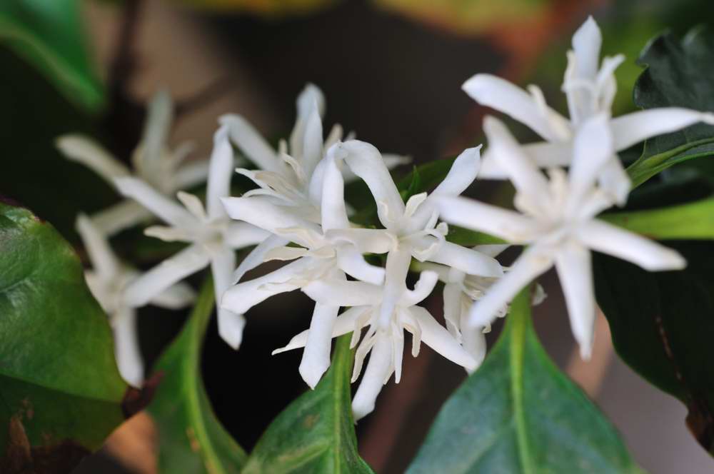 ���Ɛ��̖�؁E�ʕ�(by matu-chan)