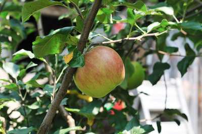 ���Ɛ��̖�؁E�ʕ�(by matu-chan)