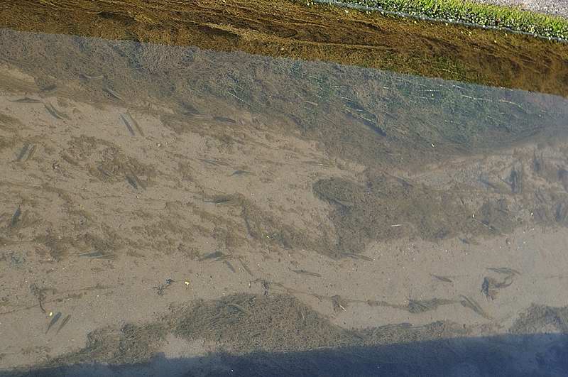 ���Ɛ��̖�؁E�ʕ�(by matu-chan)