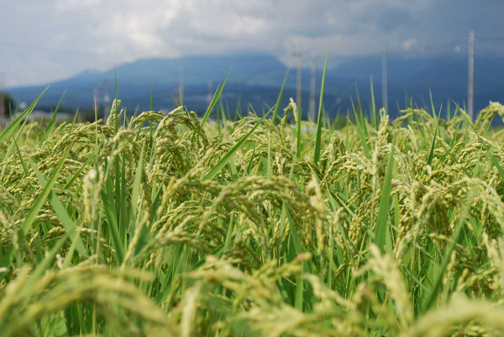 ���Ɛ��̖�؁E�ʕ�(by matu-chan)