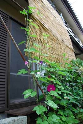 ���Ɛ��̖�؁E�ʕ�(by matu-chan)