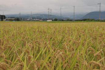 ���Ɛ��̖�؁E�ʕ�(by matu-chan)