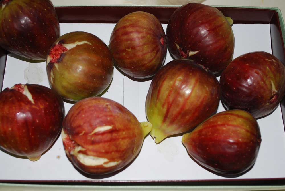 ���Ɛ��̖�؁E�ʕ�(by matu-chan)