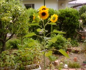 ������ƁB