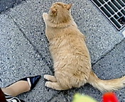 ������ƁB