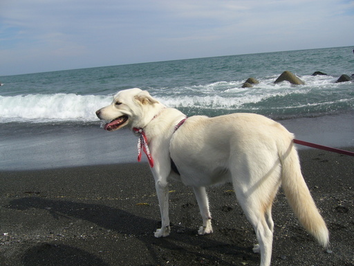 �ǌR�������₶�i���z������j