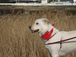 �ǌR�������₶�i���z������j