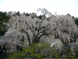 �ǌR�������₶�i���z������j