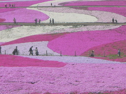 �ǌR�������₶�i���z������j