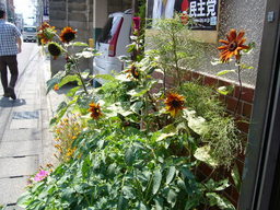 �ǌR�������₶�i���z������j