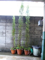 �ǌR�������₶�i���z������j