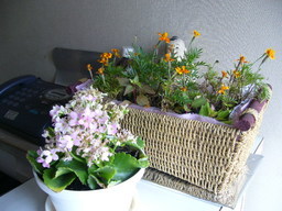 �ǌR�������₶�i���z������j