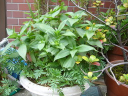 �ǌR�������₶�i���z������j