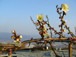 �ǌR�������₶�i���z������j