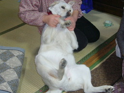 �ǌR�������₶�i���z������j