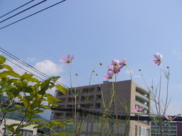 �ǌR�������₶�i���z������j