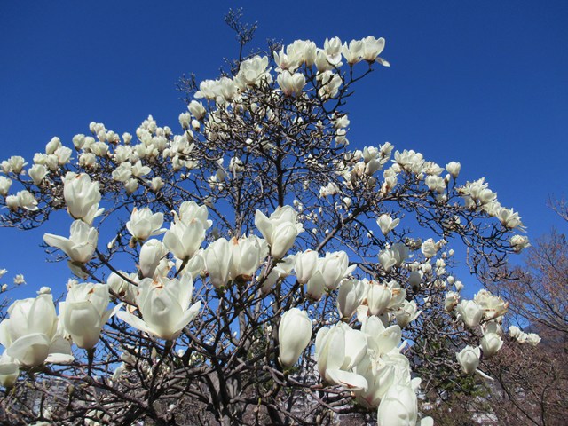 �n�N���N�����̍炭���i�R�����E�w�тƕ�炵�̑��k���j