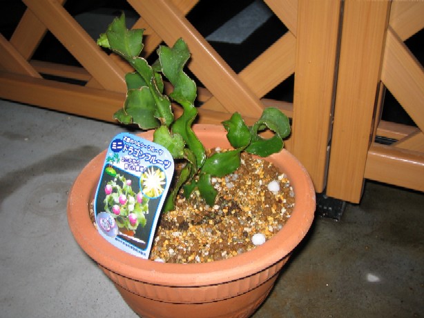 �K�������{�[��