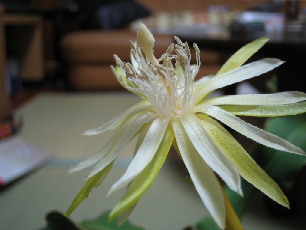 �K�������{�[��