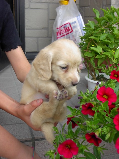 �h�b�O�u���[�_�[�u�����������f���@���������v