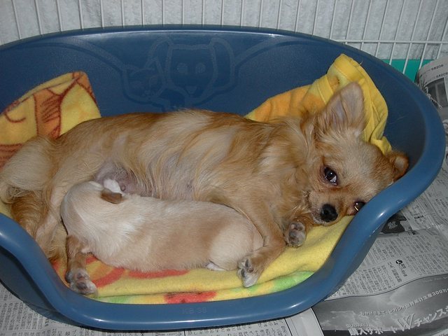 �h�b�O�u���[�_�[�u�����������f���@���������v